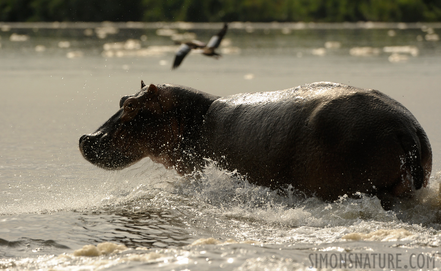 Hippopotamus amphibius amphibius [400 mm, 1/3200 sec at f / 7.1, ISO 800]
